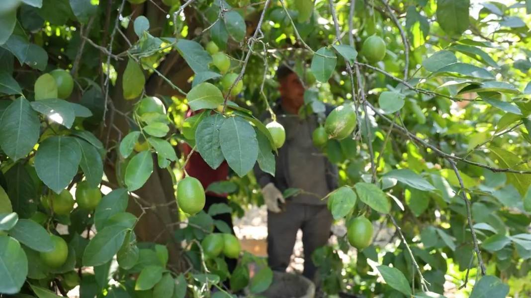 Adana’da Limonu Hem Don Hem Kuraklık Vurdu! Altın Değerinde Hasat Başladı 9